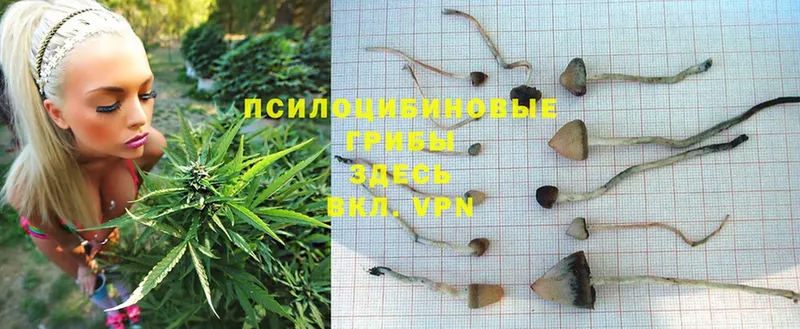 где купить наркотик  Кимры  Псилоцибиновые грибы Psilocybine cubensis 