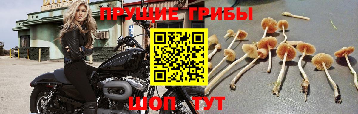 Псилоцибиновые грибы Magic Shrooms  Псилоцибиновые грибы Psilocybe  Вход с VPN  Кимры 